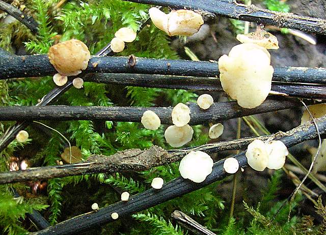 La Flora fungina negli aspetti microclimatici subtropicali